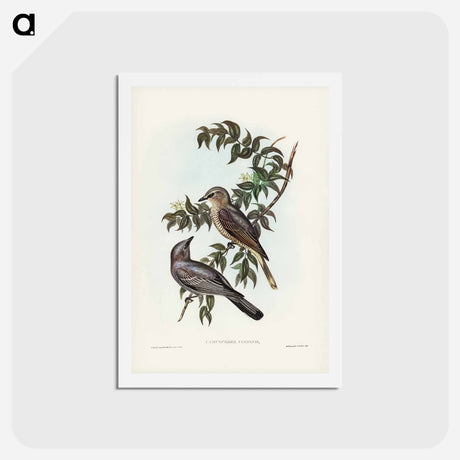 アートポストカード-Jardine's Cuckooshrike
 - ジョン グールド Postcard.