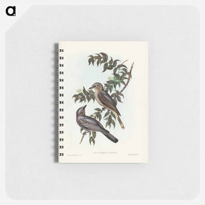 アートメモ帳-Jardine's Cuckooshrike
 - ジョン グールド Memo.