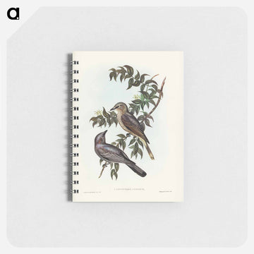 Jardine's Cuckooshrike
 - ジョン グールド Memo.