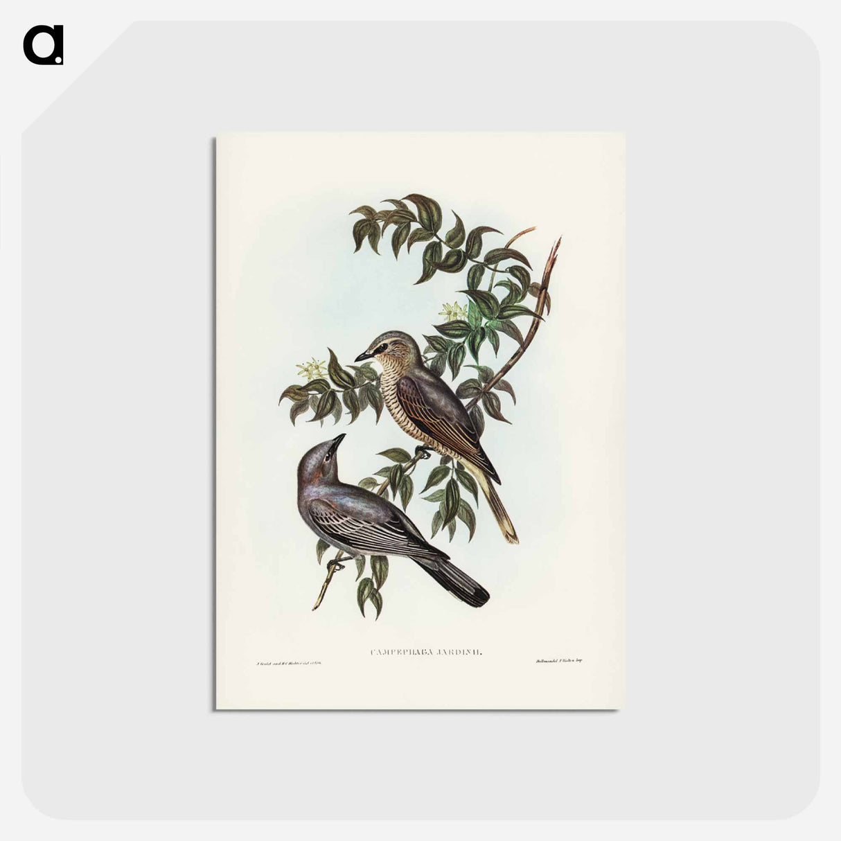 アートポストカード-Jardine's Cuckooshrike
 - ジョン グールド Postcard.