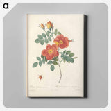 アートパネル-Rose illustration - ピエール ジョゼフ ルドゥーテ Canvas.