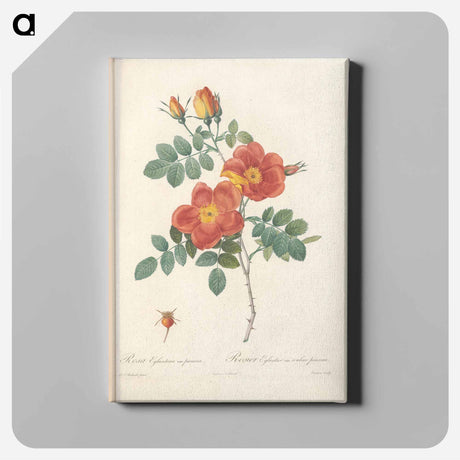 アートパネル-Rose illustration - ピエール ジョゼフ ルドゥーテ Canvas.