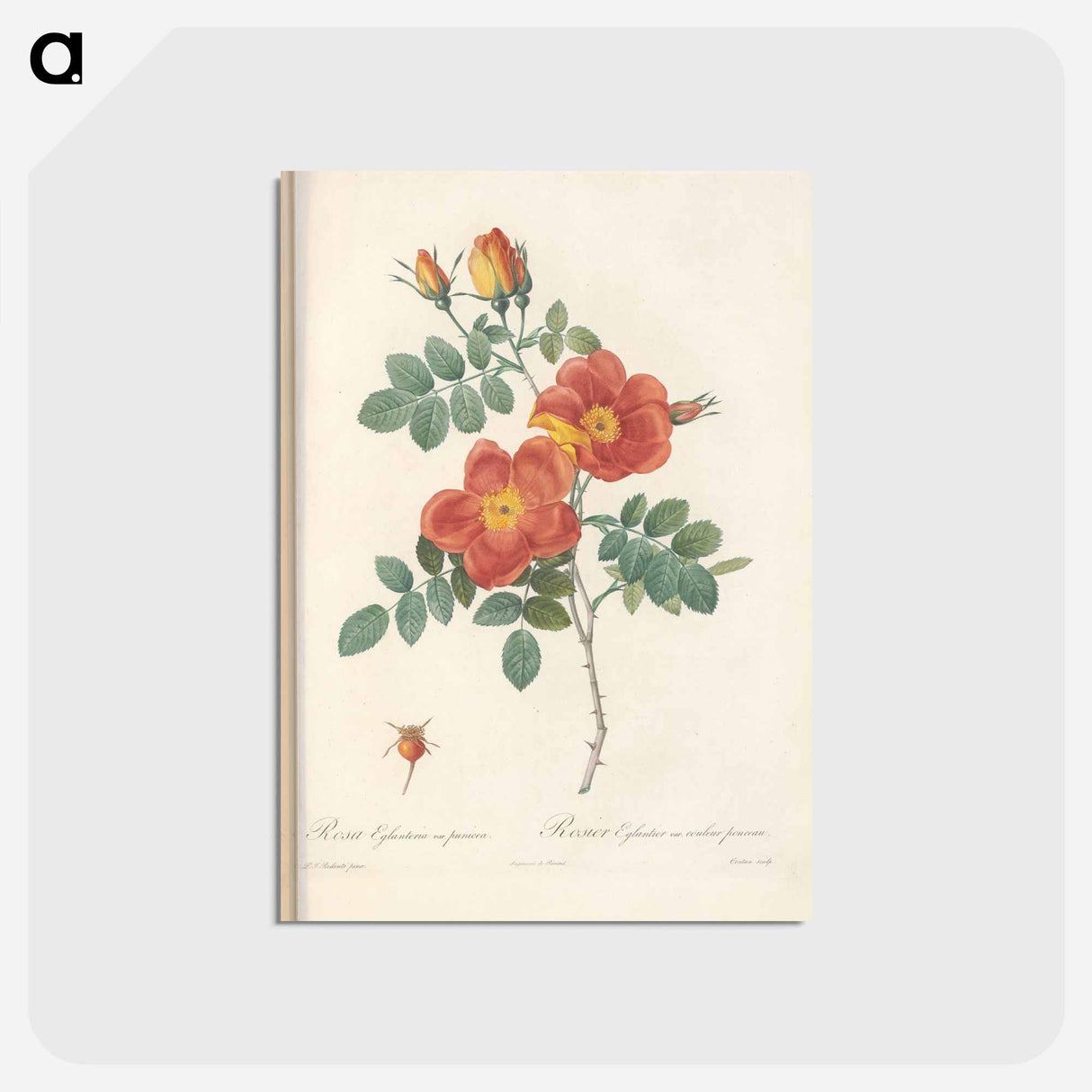 アートポストカード-Rose illustration - ピエール ジョゼフ ルドゥーテ Postcard.
