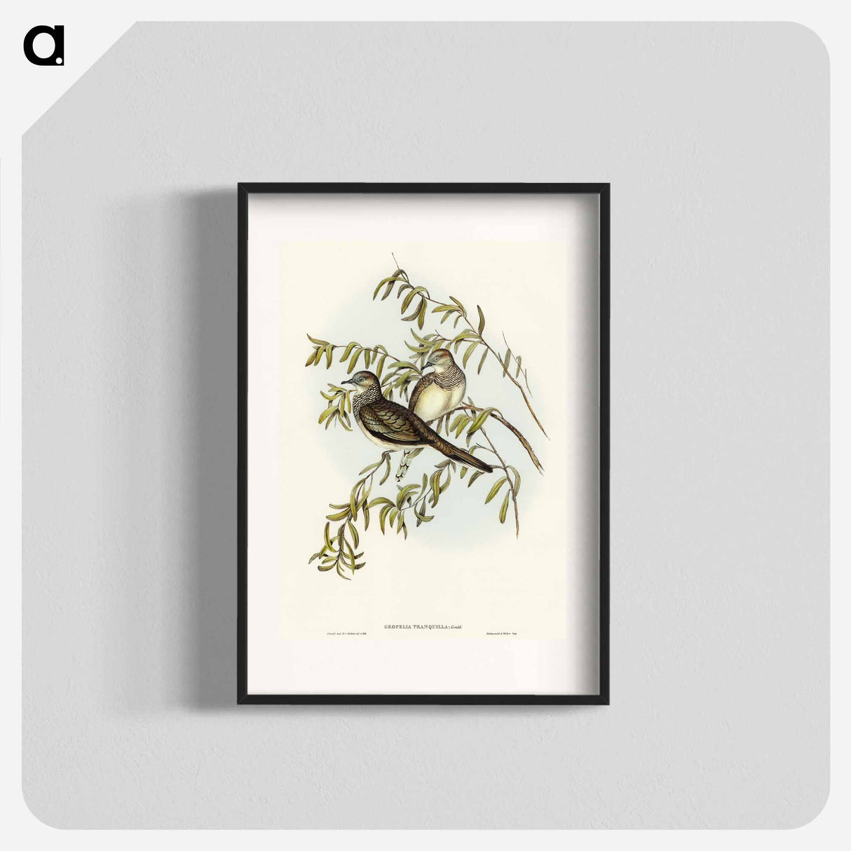 Peaceful Ground Dove
 - オーストラリアの鳥 Poster.