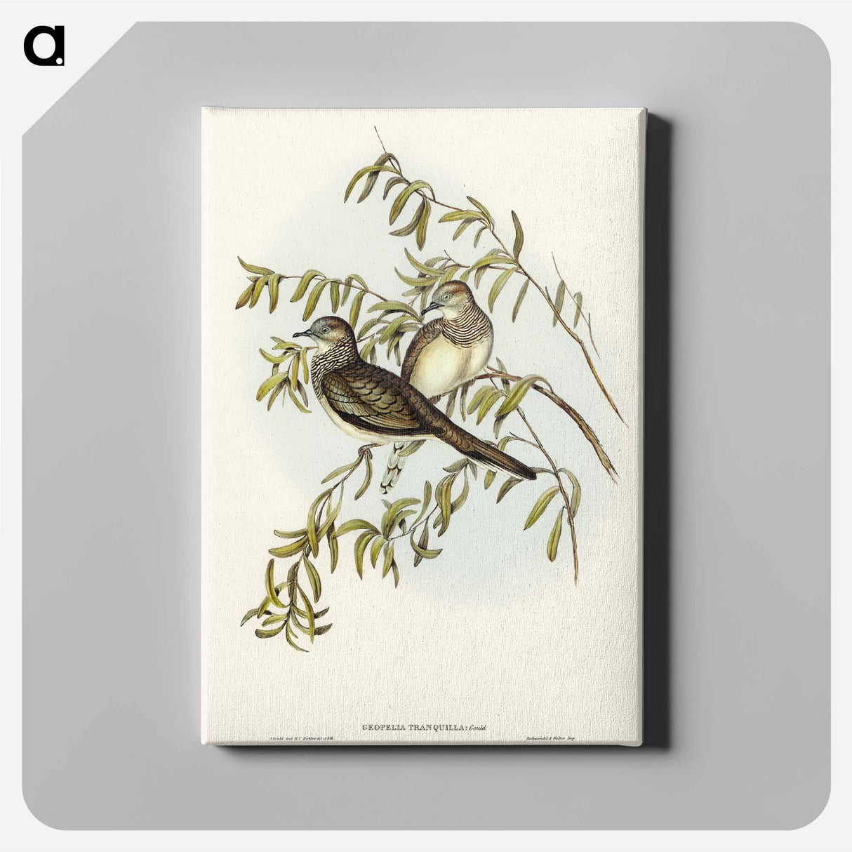 Peaceful Ground Dove
 - オーストラリアの鳥 Canvas.