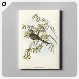 Peaceful Ground Dove
 - オーストラリアの鳥 Canvas.