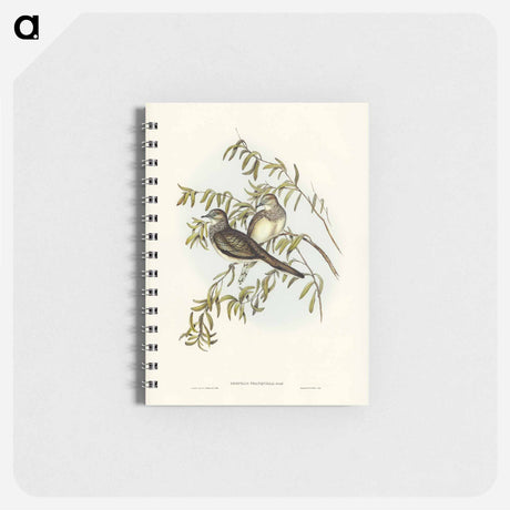 アートメモ帳-Peaceful Ground Dove
 - オーストラリアの鳥 Memo.