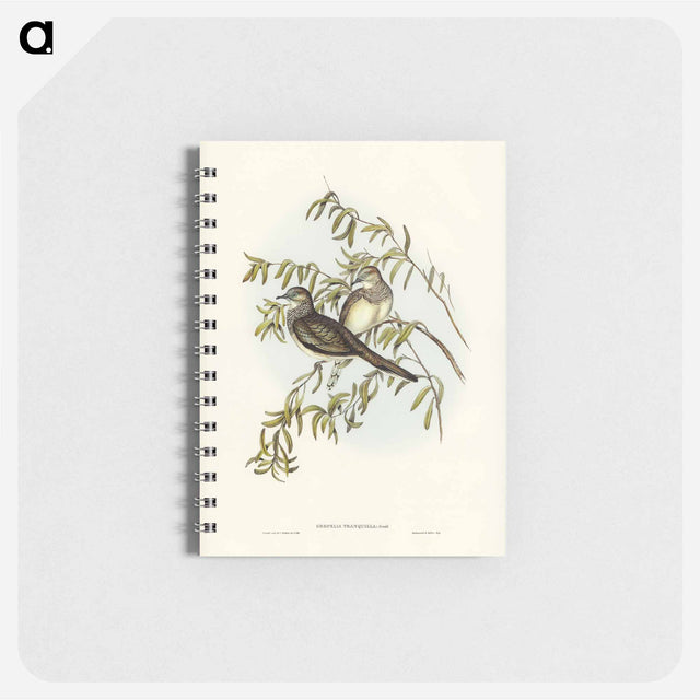 アートメモ帳-Peaceful Ground Dove
 - オーストラリアの鳥 Memo.