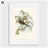 Peaceful Ground Dove
 - オーストラリアの鳥 Poster.