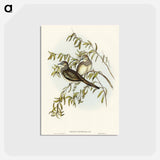 アートポストカード-Peaceful Ground Dove
 - オーストラリアの鳥 Postcard.