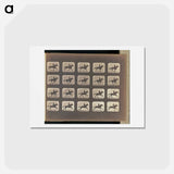 アートポストカード-Running (Galloping)
 - エドワード マイブリッジ Postcard.