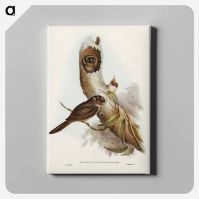アートパネル-Owlet Nightjar
 - ジョン グールド Canvas.