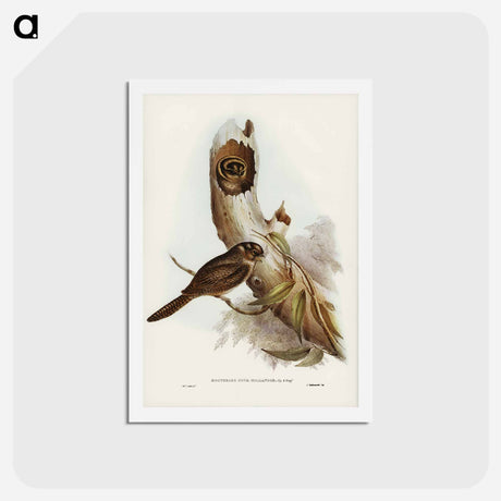 アートポストカード-Owlet Nightjar
 - ジョン グールド Postcard.