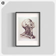 アートポスター-Muscles and Arteries of the Neck and Head
 - 国立医学図書館 Poster.