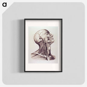 アートポスター-Muscles and Arteries of the Neck and Head
 - 国立医学図書館 Poster.