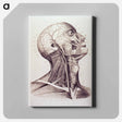 アートパネル-Muscles and Arteries of the Neck and Head
 - 国立医学図書館 Canvas.