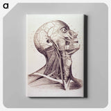 アートパネル-Muscles and Arteries of the Neck and Head
 - 国立医学図書館 Canvas.