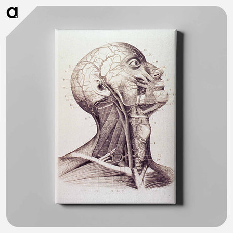 アートパネル-Muscles and Arteries of the Neck and Head
 - 国立医学図書館 Canvas.