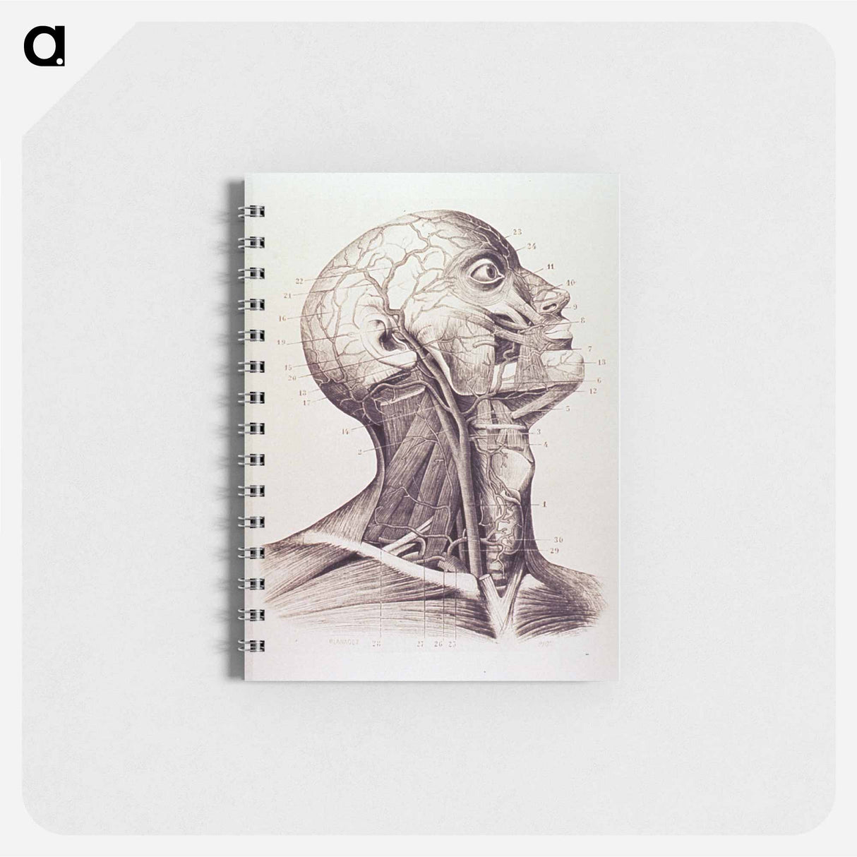 アートメモ帳-Muscles and Arteries of the Neck and Head
 - 国立医学図書館 Memo.