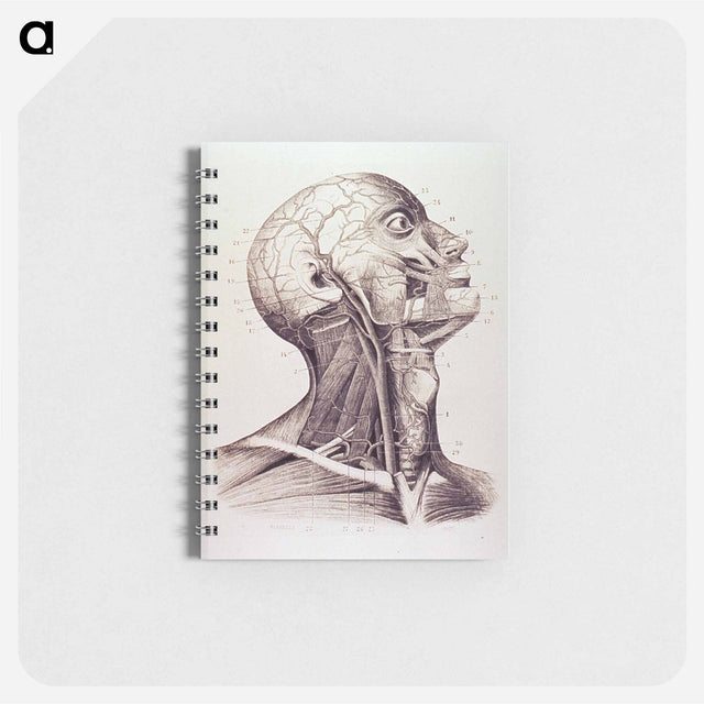アートメモ帳-Muscles and Arteries of the Neck and Head
 - 国立医学図書館 Memo.
