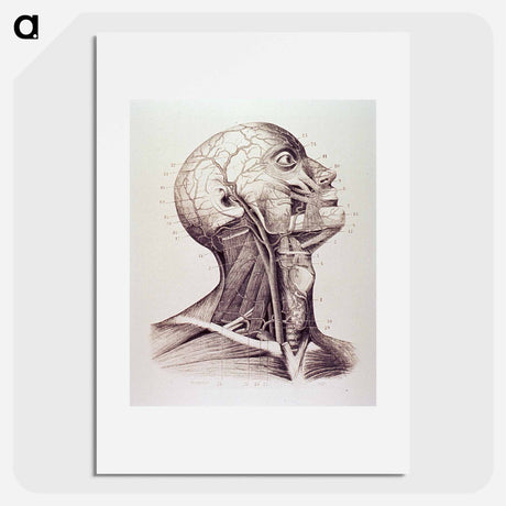 アートポスター-Muscles and Arteries of the Neck and Head
 - 国立医学図書館 Poster.