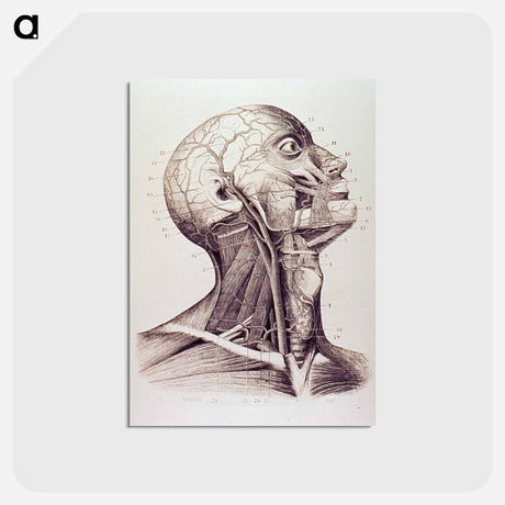 アートポストカード-Muscles and Arteries of the Neck and Head
 - 国立医学図書館 Postcard.
