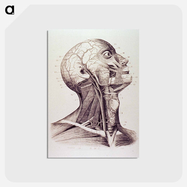 アートポストカード-Muscles and Arteries of the Neck and Head
 - 国立医学図書館 Postcard.