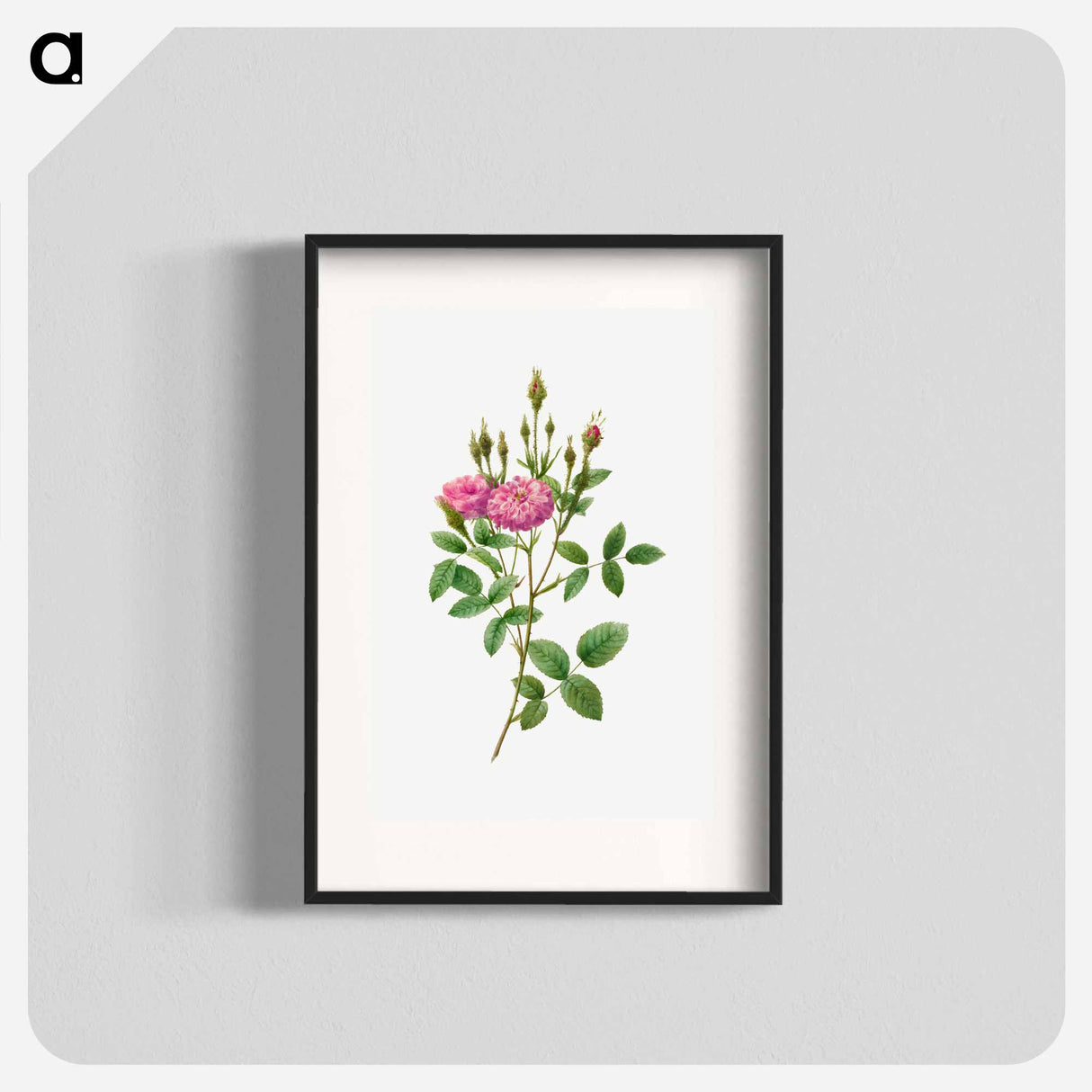 Rosa Pomponiana Muscosa - Pierre Joseph Redouté Poster.