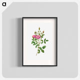 Rosa Pomponiana Muscosa - Pierre Joseph Redouté Poster.
