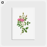 アートポストカード-Rosa Pomponiana Muscosa - ピエール ジョゼフ ルドゥーテ Postcard.
