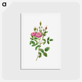 アートポストカード-Rosa Pomponiana Muscosa - ピエール ジョゼフ ルドゥーテ Postcard.
