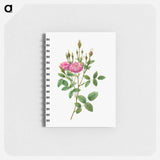 Rosa Pomponiana Muscosa - ピエール ジョゼフ ルドゥーテ Memo.