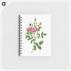 アートメモ帳-Rosa Pomponiana Muscosa - ピエール ジョゼフ ルドゥーテ Memo.
