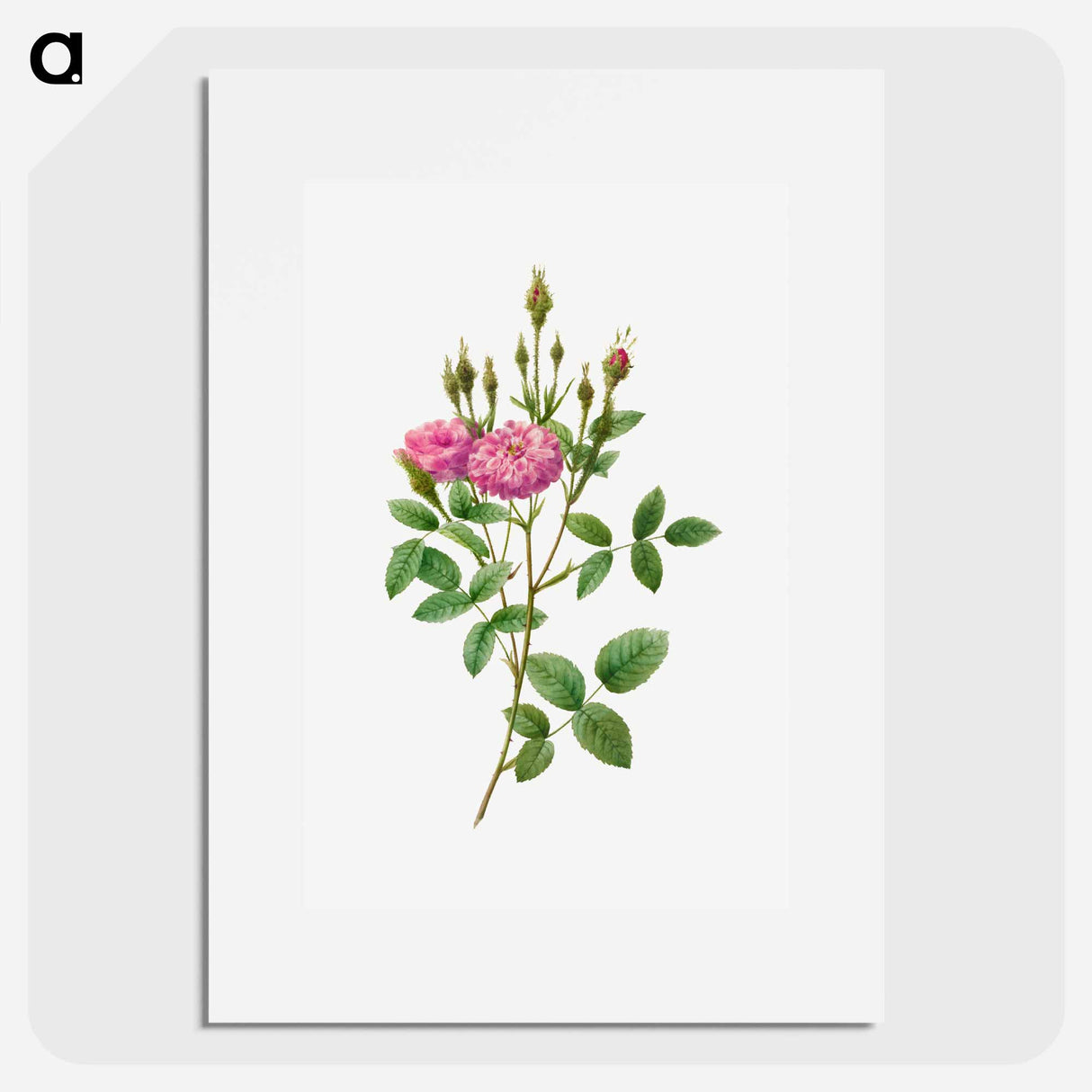 Rosa Pomponiana Muscosa - Pierre Joseph Redouté Poster.