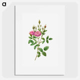 Rosa Pomponiana Muscosa - Pierre Joseph Redouté Poster.
