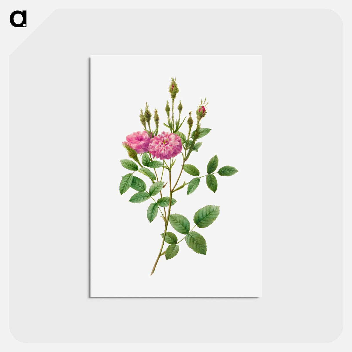 アートポストカード-Rosa Pomponiana Muscosa - ピエール ジョゼフ ルドゥーテ Postcard.