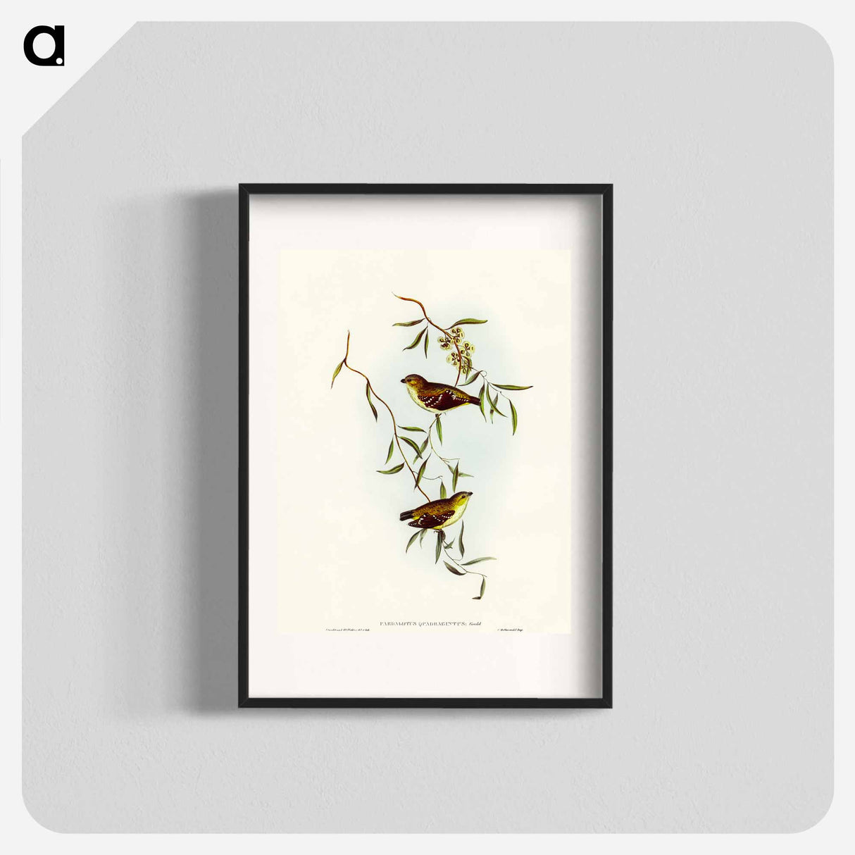 Forty-spotted Pardalote
 - オーストラリアの鳥 Poster.