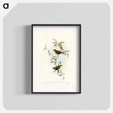 Forty-spotted Pardalote
 - オーストラリアの鳥 Poster.