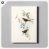 Forty-spotted Pardalote
 - オーストラリアの鳥 Canvas.