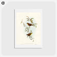 アートポストカード-Forty-spotted Pardalote
 - オーストラリアの鳥 Postcard.