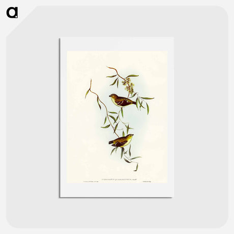 アートポストカード-Forty-spotted Pardalote
 - オーストラリアの鳥 Postcard.