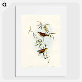 Forty-spotted Pardalote
 - オーストラリアの鳥 Poster.