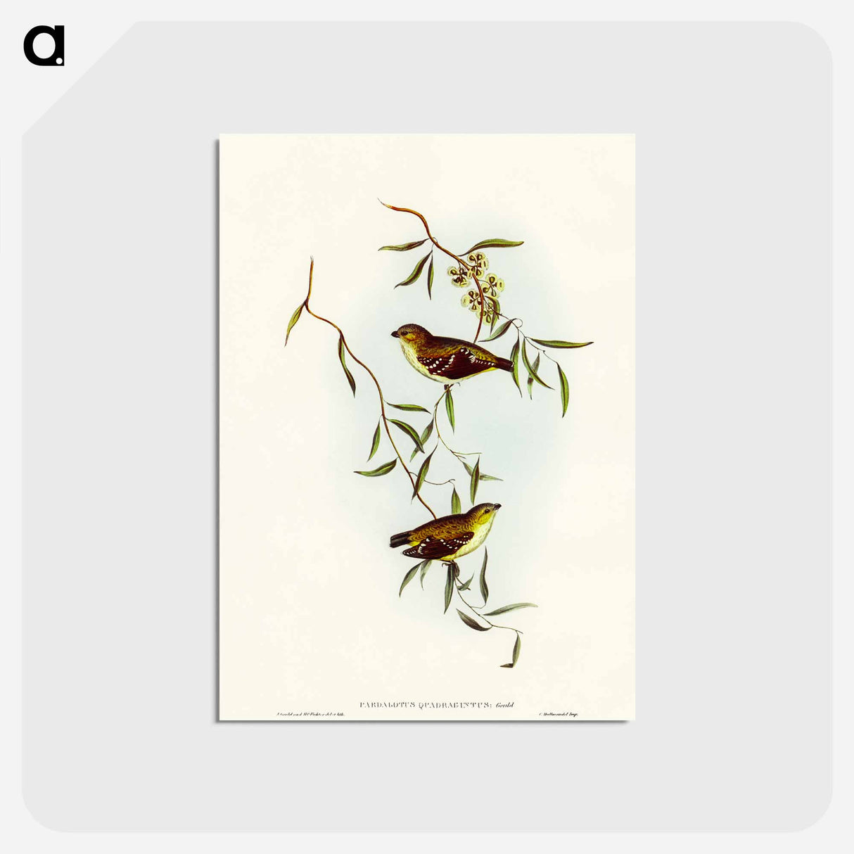 アートポストカード-Forty-spotted Pardalote
 - オーストラリアの鳥 Postcard.