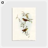 アートポストカード-Forty-spotted Pardalote
 - オーストラリアの鳥 Postcard.