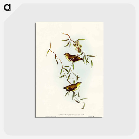 アートポストカード-Forty-spotted Pardalote
 - オーストラリアの鳥 Postcard.