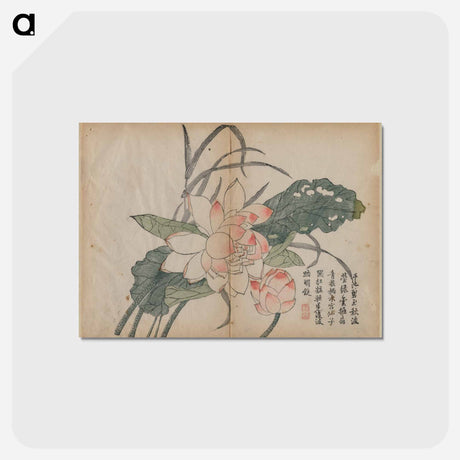 アートポストカード-Flowering Lotus and Bud
 - クリーブランド美術館 Postcard.