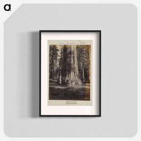 アートポスター-Mammoth Tree Grove
 - エドワード マイブリッジ Poster.