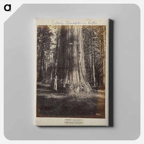 アートパネル-Mammoth Tree Grove
 - エドワード マイブリッジ Canvas.
