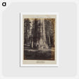 アートポストカード-Mammoth Tree Grove
 - エドワード マイブリッジ Postcard.