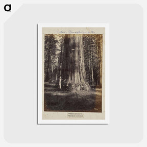アートポストカード-Mammoth Tree Grove
 - エドワード マイブリッジ Postcard.